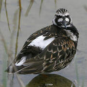 Ruddy Turnstone