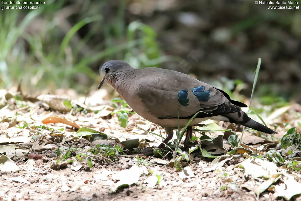 Emerald-spotted Wood Doveadult, identification, habitat, walking