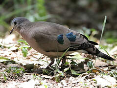 Emerald-spotted Wood Dove