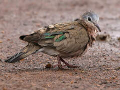 Emerald-spotted Wood Dove