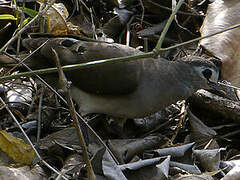 Tambourine Dove