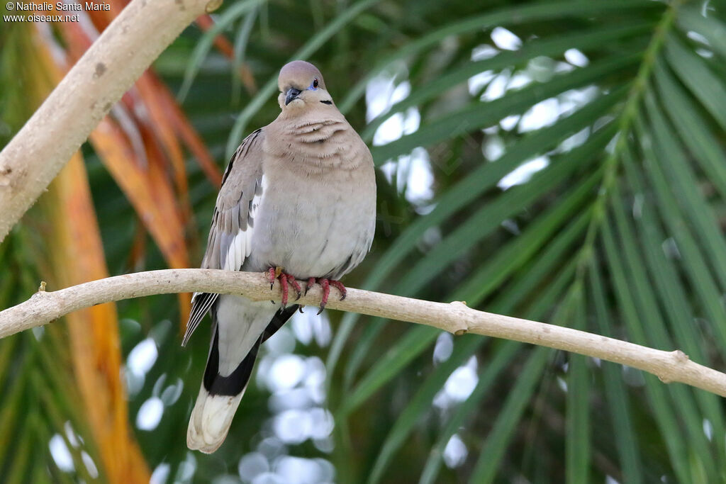 White-winged Doveadult, identification