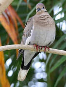 White-winged Dove