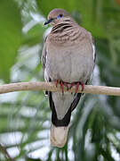 White-winged Dove