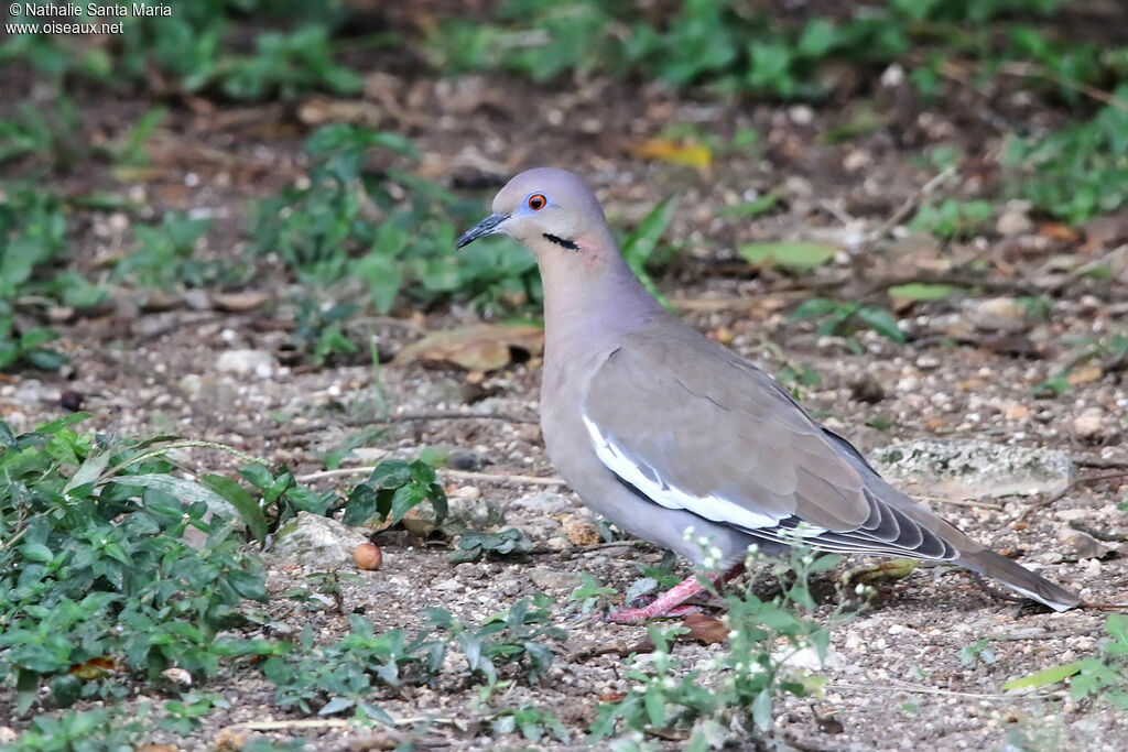 White-winged Doveadult, identification, walking