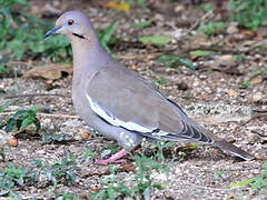 White-winged Dove