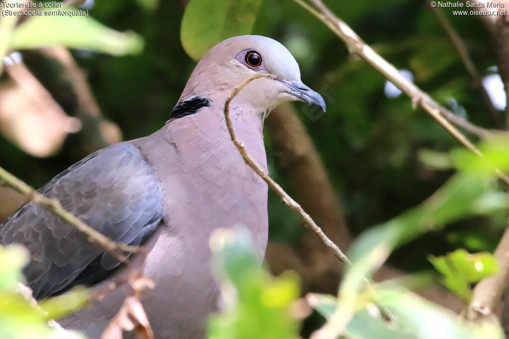 Red-eyed Doveadult, identification, close-up portrait, habitat