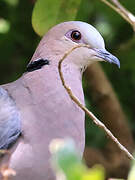 Red-eyed Dove