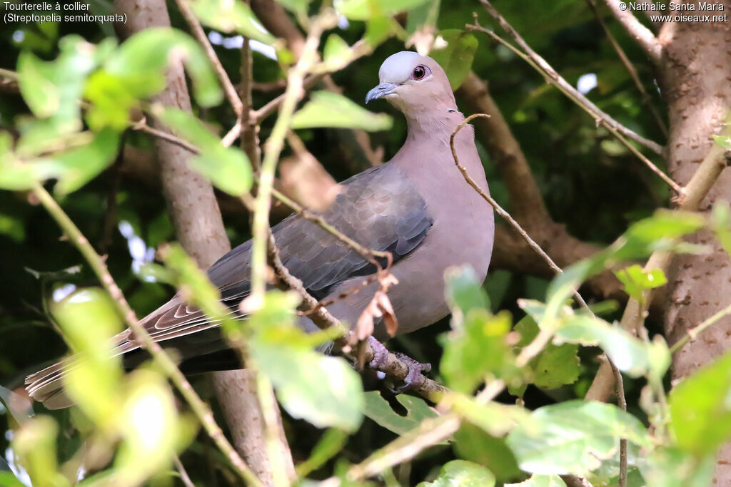 Tourterelle à collieradulte, identification, habitat