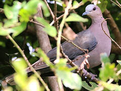 Red-eyed Dove