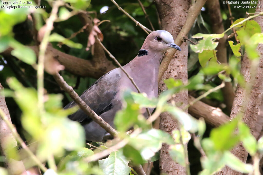 Tourterelle à collieradulte, identification, habitat