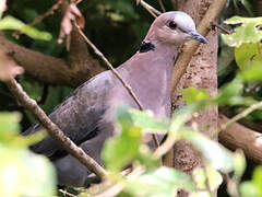 Red-eyed Dove