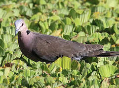 Red-eyed Dove