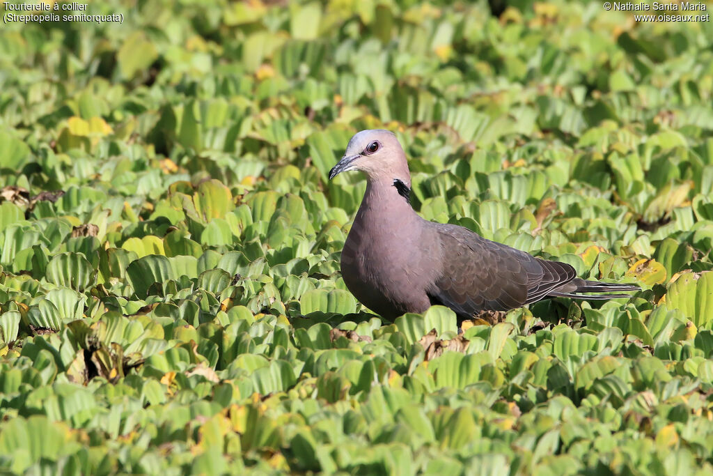 Red-eyed Doveadult