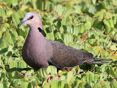 Red-eyed Dove