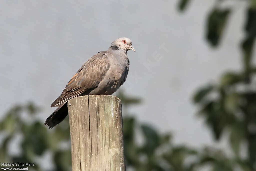 Dusky Turtle Doveadult