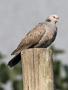 Dusky Turtle Dove