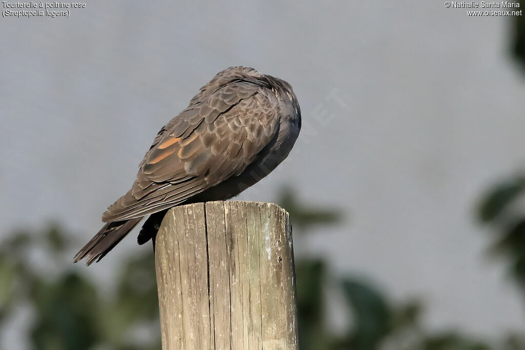 Dusky Turtle Doveadult, identification