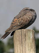 Dusky Turtle Dove