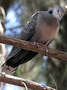 Dusky Turtle Dove