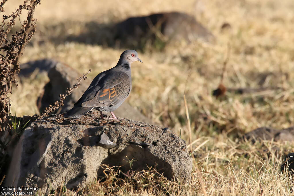 Dusky Turtle Doveadult, identification