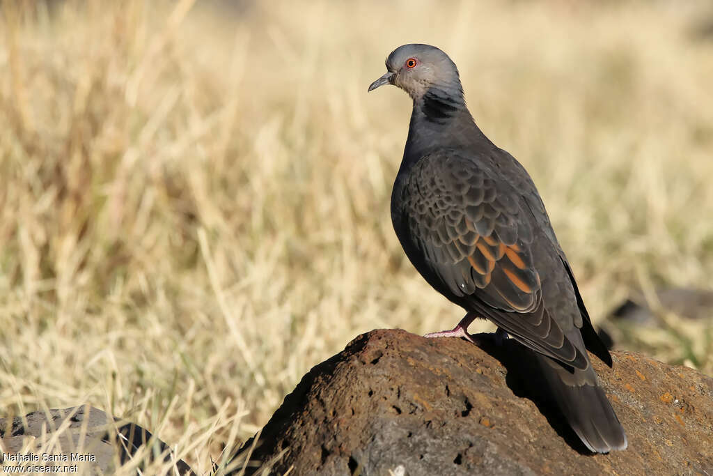 Dusky Turtle Doveadult, identification