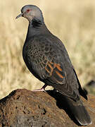 Dusky Turtle Dove