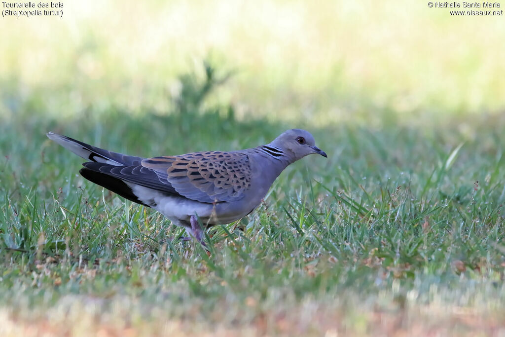 Tourterelle des boisadulte, identification, marche