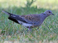 European Turtle Dove