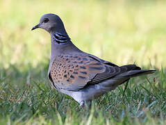 European Turtle Dove