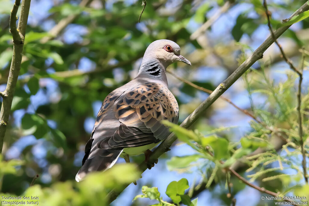 Tourterelle des boisadulte nuptial, identification