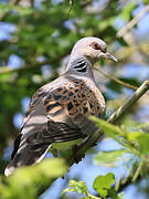 European Turtle Dove