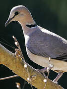 Ring-necked Dove