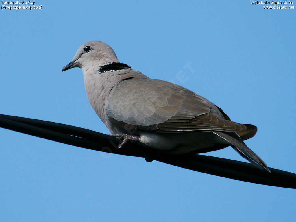 Tourterelle du Capadulte, identification, Comportement