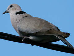 Ring-necked Dove