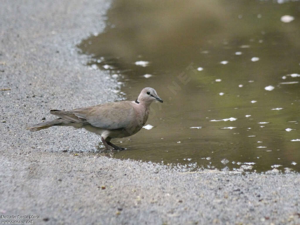 Ring-necked Doveadult, drinks, Behaviour