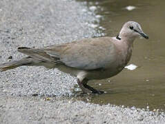 Ring-necked Dove