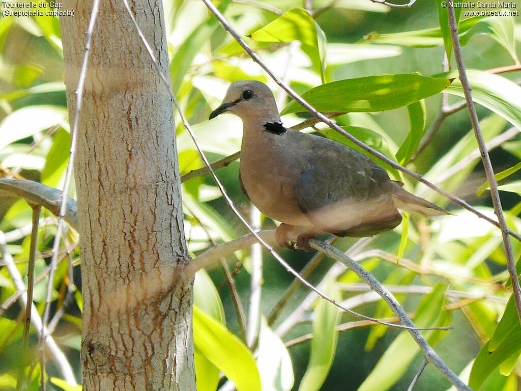 Ring-necked Doveadult, habitat, Behaviour