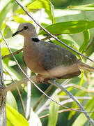 Ring-necked Dove