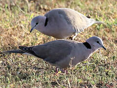 Ring-necked Dove