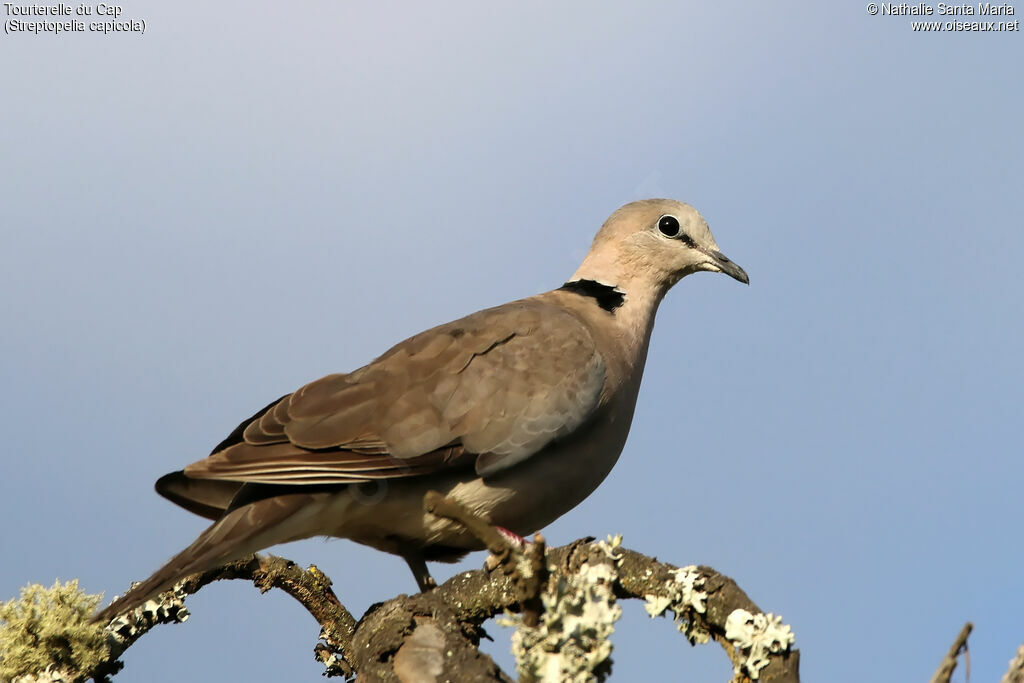 Ring-necked Doveadult, identification