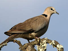 Ring-necked Dove