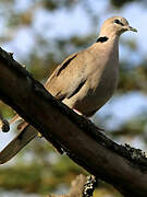 Ring-necked Dove