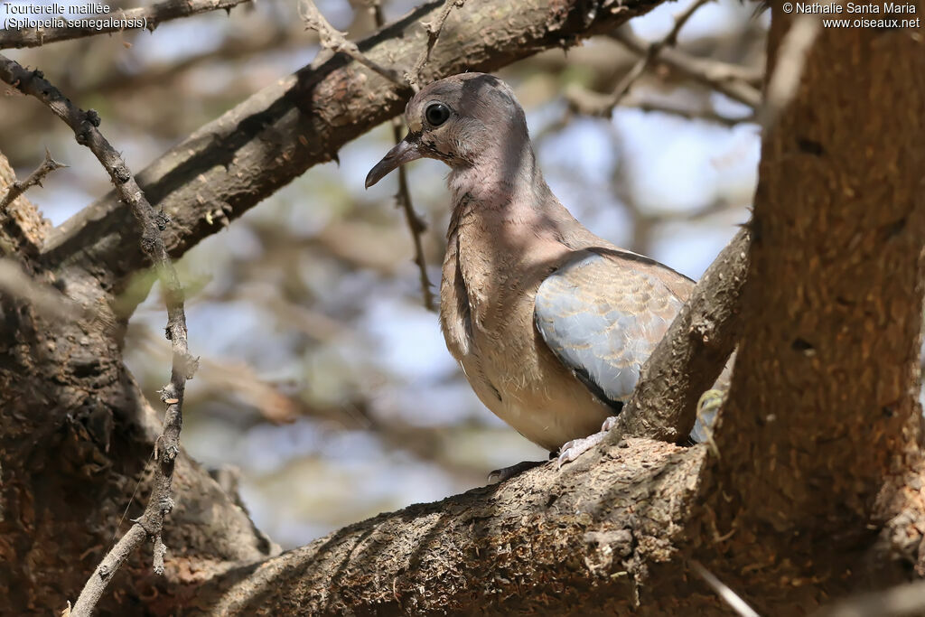 Laughing Dovejuvenile, identification, habitat