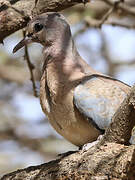 Laughing Dove