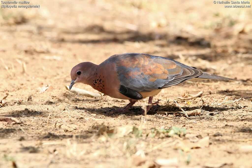 Tourterelle mailléeadulte, identification, marche