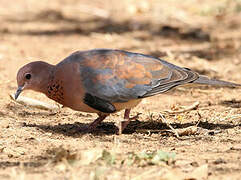 Laughing Dove