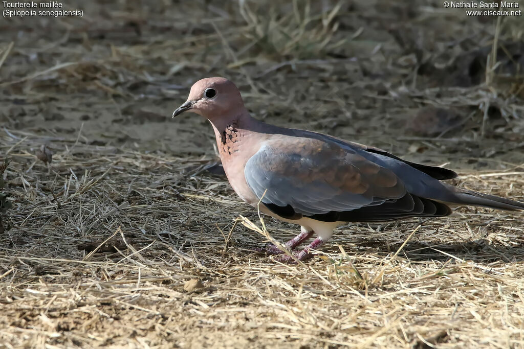 Laughing Doveadult, identification, habitat, walking