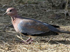 Laughing Dove