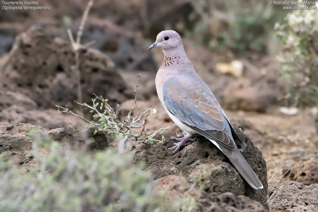 Laughing Doveadult, identification, habitat